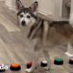 Husky tiene una forma muy específica de llamar la atención de sus padres | El Dodo