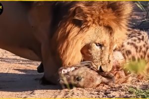 Hyena Vs Lion Fight To Last Breath And Real Wildlife In Africa | Hyena Documentary