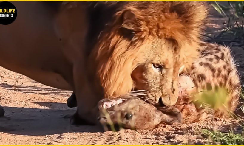 Hyena Vs Lion Fight To Last Breath And Real Wildlife In Africa | Hyena Documentary