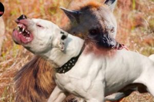 Hyena vs Pitbull, Terrifying Moment When 5 Times Animals Messed With The Wrong Opponent