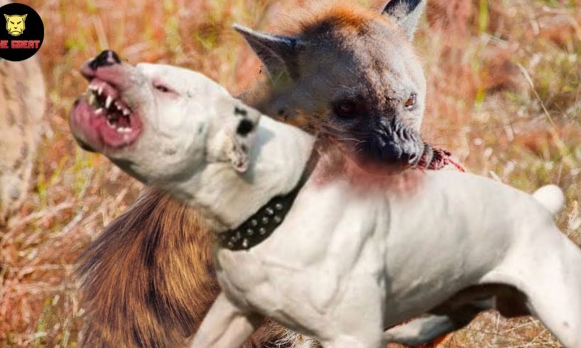 Hyena vs Pitbull, Terrifying Moment When 5 Times Animals Messed With The Wrong Opponent