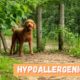 Hypoallergenic Dogs: 20 Cutest Dogs For Families With Allergies