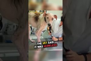 Incredible Love Story: How One Man Changed a Stray Dog's World #stories