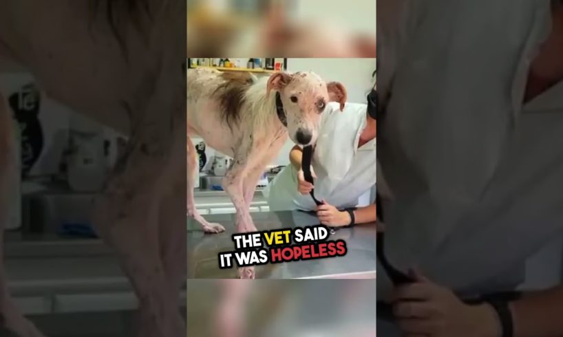 Incredible Love Story: How One Man Changed a Stray Dog's World #stories