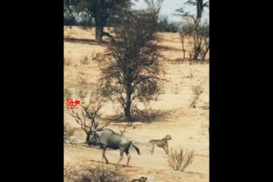 😱Incredible Wildebeast Fights Cheetahs Alone | Wildebeast Saves Her Calf | Wild animals Fight