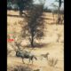 😱Incredible Wildebeast Fights Cheetahs Alone | Wildebeast Saves Her Calf | Wild animals Fight