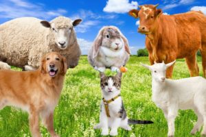 Interesting animals: cow, sheep, dog, cat, goat, ...