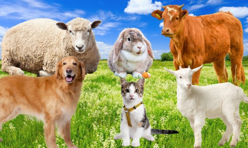 Interesting animals: cow, sheep, dog, cat, goat, ...