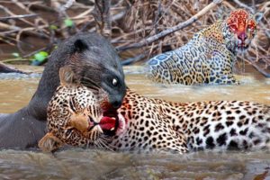 Jaguar vs Giant Otter Confrontation Ends with a Fatal Head Bite| Survival Battle