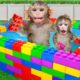 KiKi Monkey playing in the DIY Colorful Lego Swimming Pool with Naughty Baby | KUDO ANIMAL KIKI