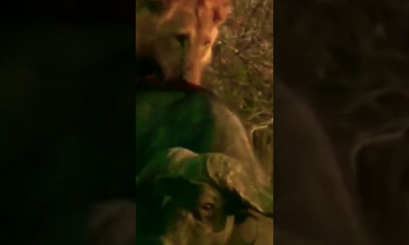 LION VS BUFFALO / WILD ANIMALS ATTACKS #shorts #animals #lion #viral