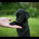 Labrador Compilation - Cute and Funny #7