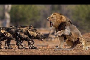 Lion Fight with 20 Wild Dogs To Save His Cub - lion vs Wild Dog