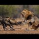 Lion Fight with 20 Wild Dogs To Save His Cub - lion vs Wild Dog