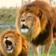 Lion attack,tiger attack,wildlife, wild animals,fights compilation,lion, wild, wild animals attack,
