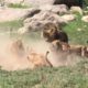 Lions Pride (Death Fight)