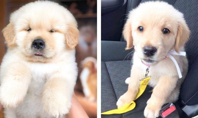 😍 Lovely And Cute Golden That Make You Happy To Watch Every Day 🐶 | Cute Puppies