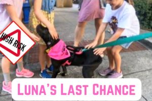 🐶 Luna's Last Chance At Survival - From Sweet Puppy To High Risk of Euthanasia‼️