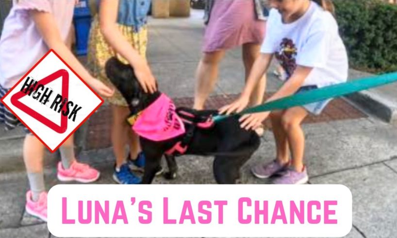 🐶 Luna's Last Chance At Survival - From Sweet Puppy To High Risk of Euthanasia‼️