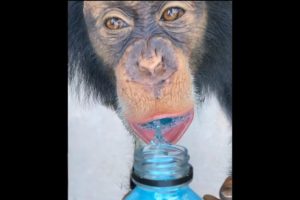 MONKEYS LOVE POWERADE ! 🙉🥤