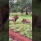 Male Lions Fight - 👆🏼👆🏼FULL VIDEO  #shorts #lions #animals