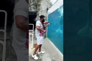 Man Plays Violin For Whale At Aquarium | People Are Awesome #shorts