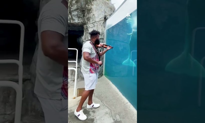 Man Plays Violin For Whale At Aquarium | People Are Awesome #shorts