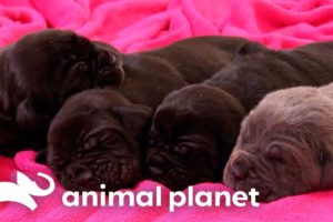 Mastiff Puppies Play Hide and Seek! | Too Cute! | Animal Planet