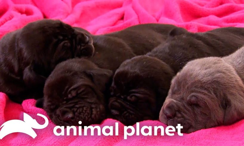 Mastiff Puppies Play Hide and Seek! | Too Cute! | Animal Planet