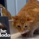 Meet The World's #1 Cat Dad | The Dodo