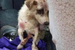 Mistreated and broken, he is on the way to the meat market for people foods Heartbreaking story