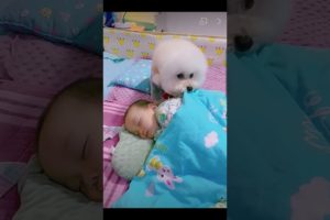 🐕🐕❤️❤️Most heartwarming & touching~ Cute Dog Takes Care Of Cute Baby😘😘