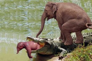 Mother Elephant attacks Crocodile very hard to save her baby, Wild Animals Attack