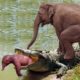 Mother Elephant attacks Crocodile very hard to save her baby, Wild Animals Attack