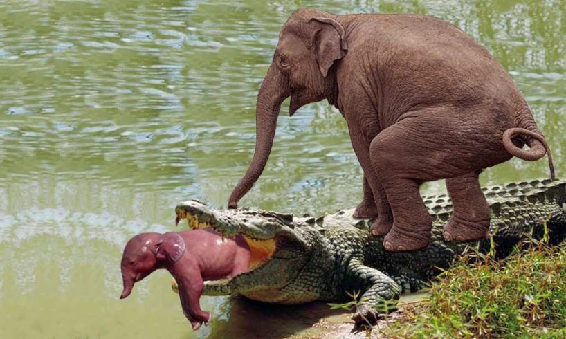 Mother Elephant attacks Crocodile very hard to save her baby, Wild Animals Attack