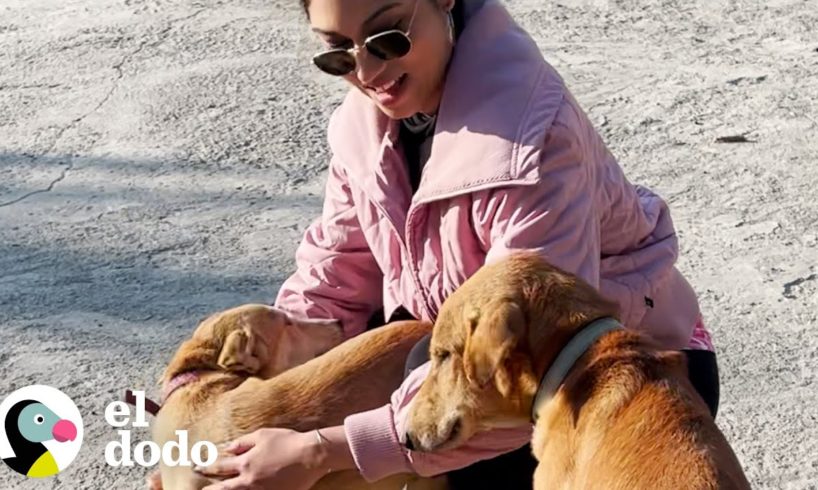 Mujer encuentra una familia de perros en sus vacaciones y no puede dejarlos | Dodo Héroes | El Dodo