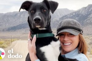 Mujer rescata a 3 perros justo a tiempo | Puro Pitbull | El Dodo