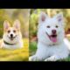 Những Chú Chó dễ thương | Cutest Puppies, Baby Dogs