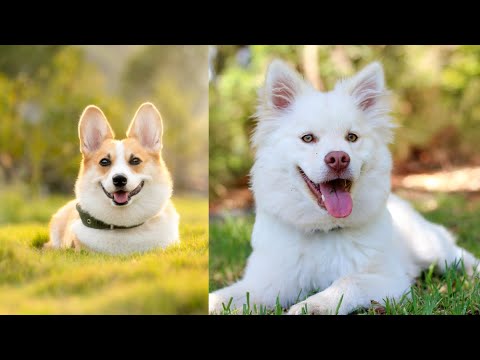 Những Chú Chó dễ thương | Cutest Puppies, Baby Dogs