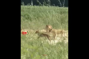 😱OMG Buffalo👊Blows the Lion | Buffalo fights lion | Buffalo hits the Lion cub | #wildlife #fighting