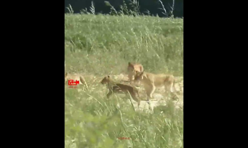 😱OMG Buffalo👊Blows the Lion | Buffalo fights lion | Buffalo hits the Lion cub | #wildlife #fighting