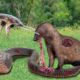 OMG ! Cobra Spits Venom In Retaliation For Mongoose When Dissected - Animal Fights