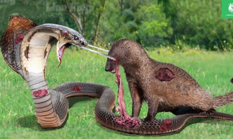OMG ! Cobra Spits Venom In Retaliation For Mongoose When Dissected - Animal Fights