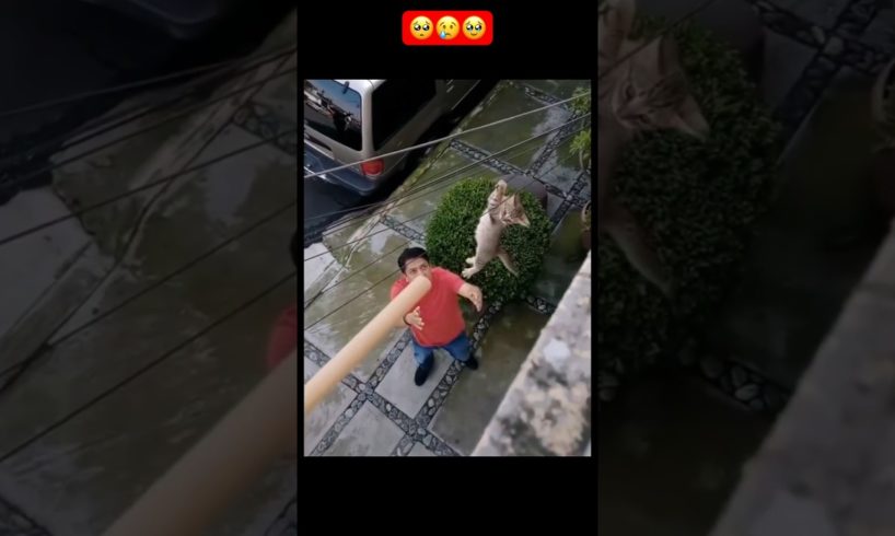 OMG! Poor kitten🥺 || Thank you good people for saving the kitten🫡