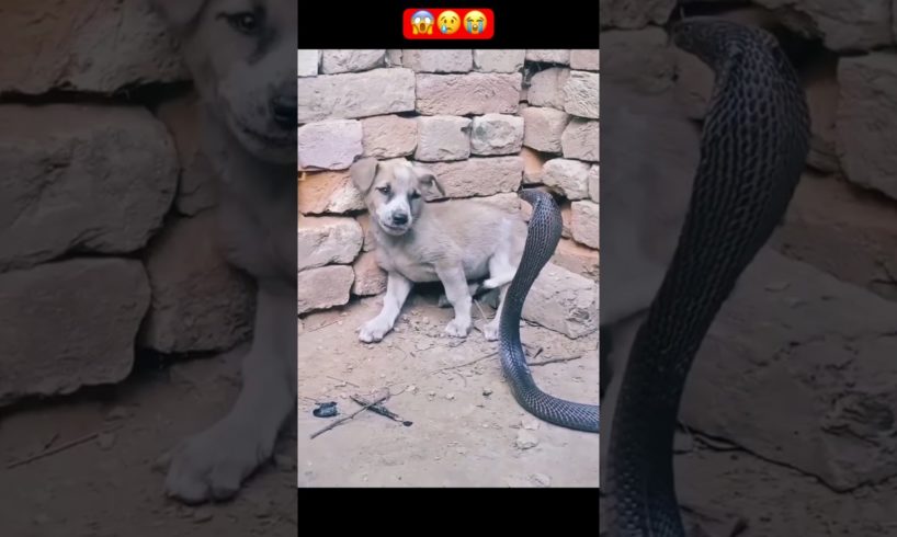 OMG! That's so shocking😱 || Poor puppy😢