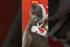OMG! This cute cat is crying🥺