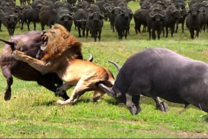 OMG...Angry Buffalo Herd Flick Lions Into Air To Rescue  Impala - Lions vs Buffalo, Impala, Tiger