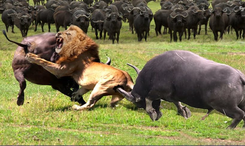 OMG...Angry Buffalo Herd Flick Lions Into Air To Rescue Impala - Lions vs Buffalo, Impala, Tiger