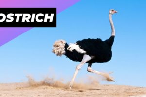 Ostrich 🦃 One Of The Tallest Animals In The World #shorts