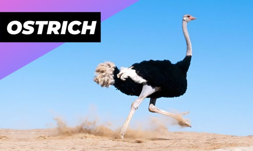 Ostrich 🦃 One Of The Tallest Animals In The World #shorts